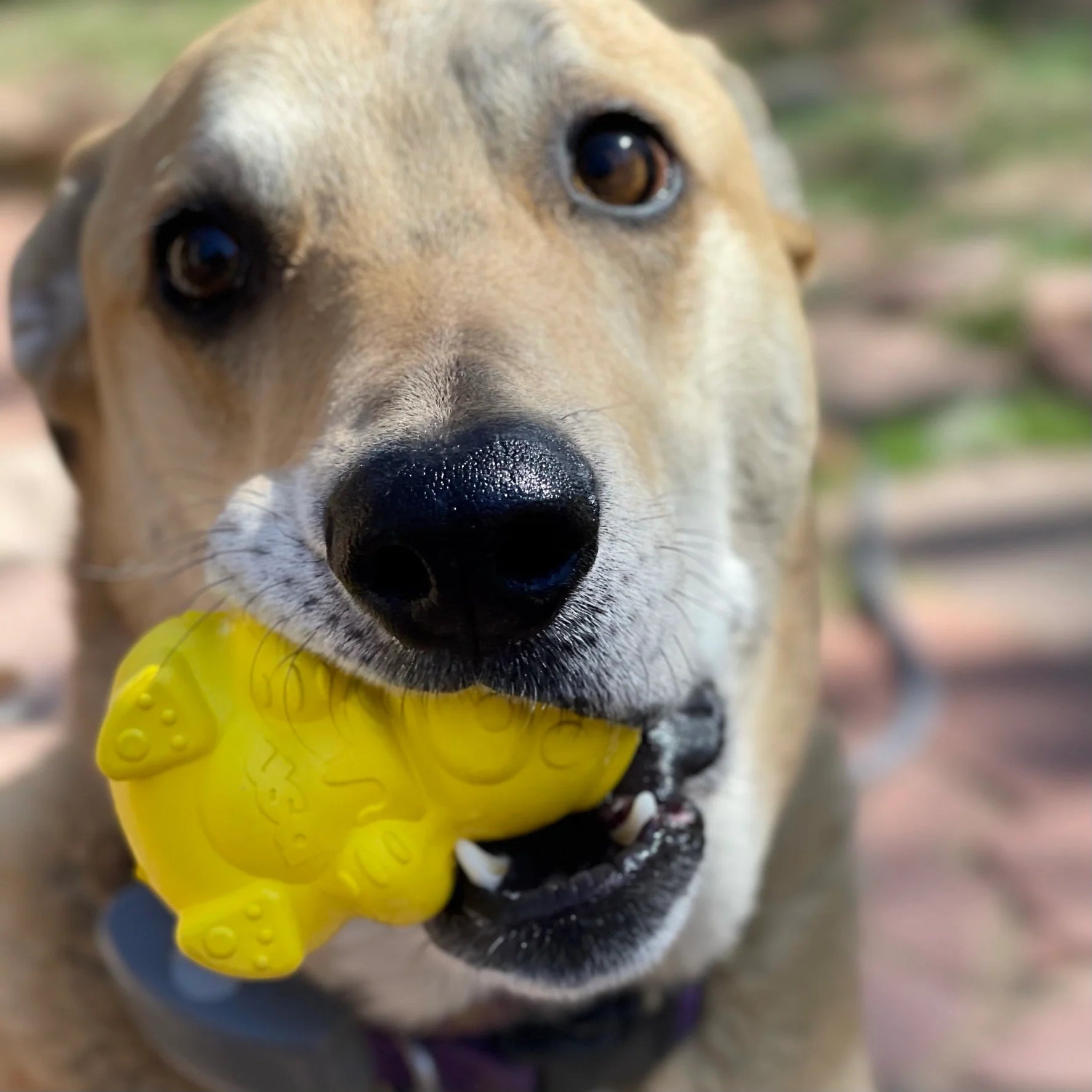 Honey Bear Treat Dispenser Chew Toy — Interactive Treat-Dispensing Toy for Dogs