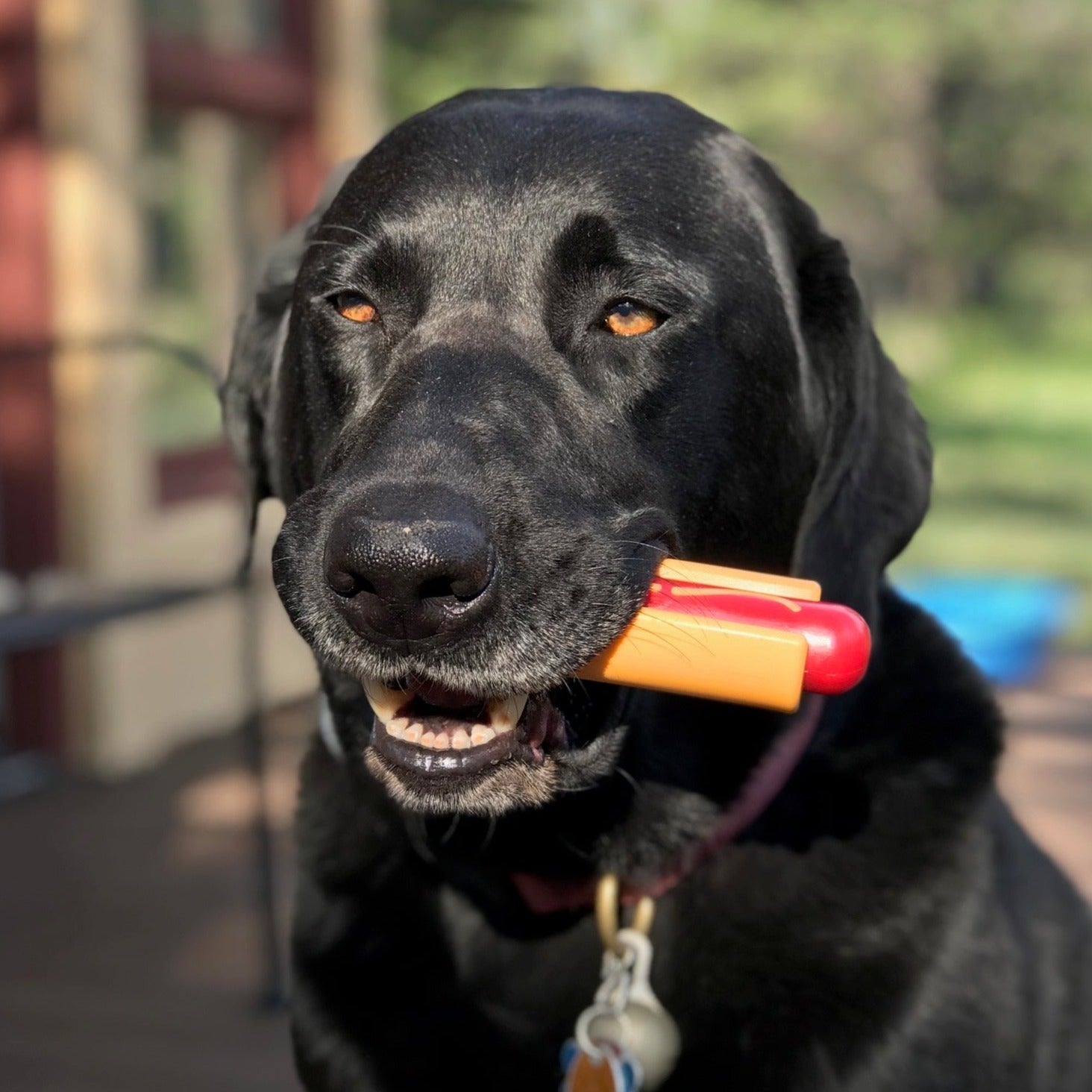 Hot Dog Chew Toy – Durable, Flavorful Fun for Dogs