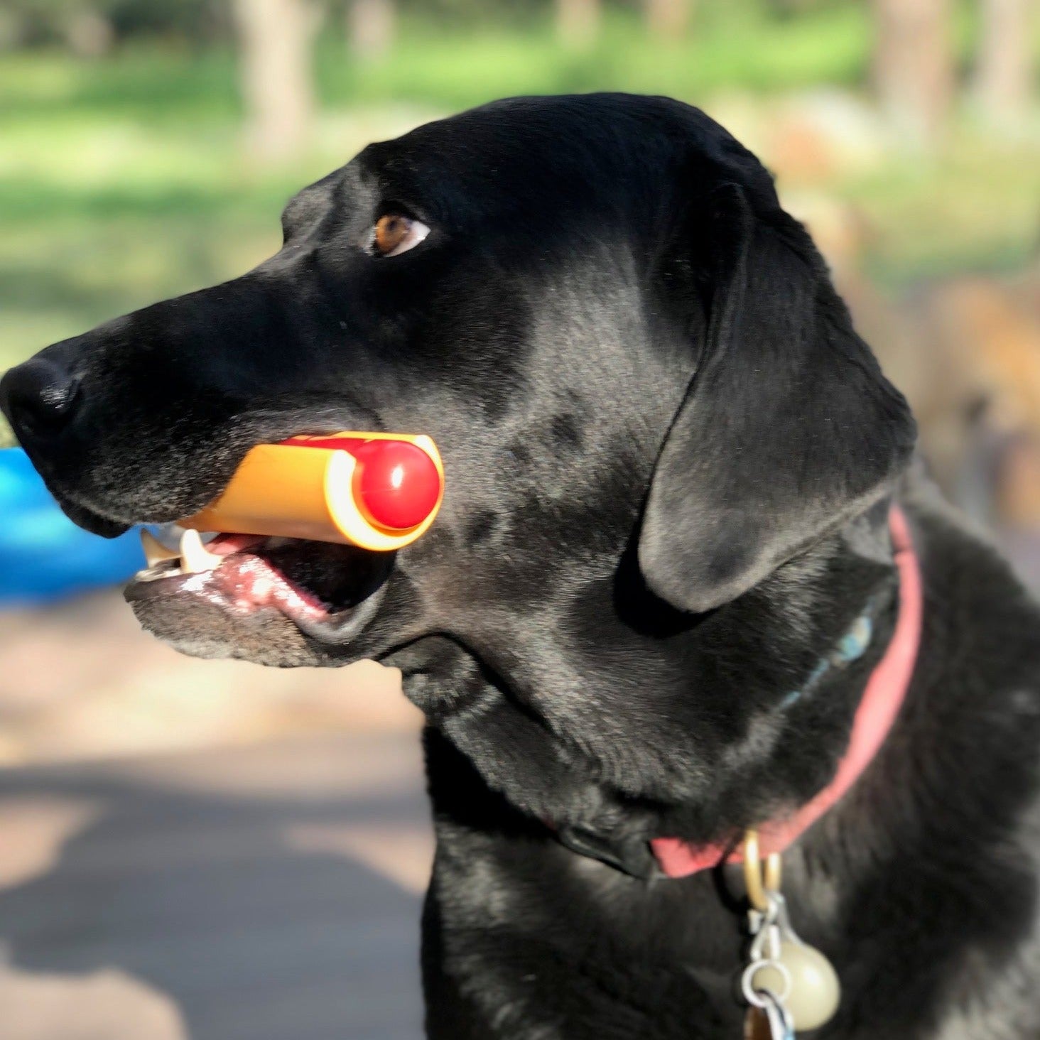 Hot Dog Chew Toy – Durable, Flavorful Fun for Dogs