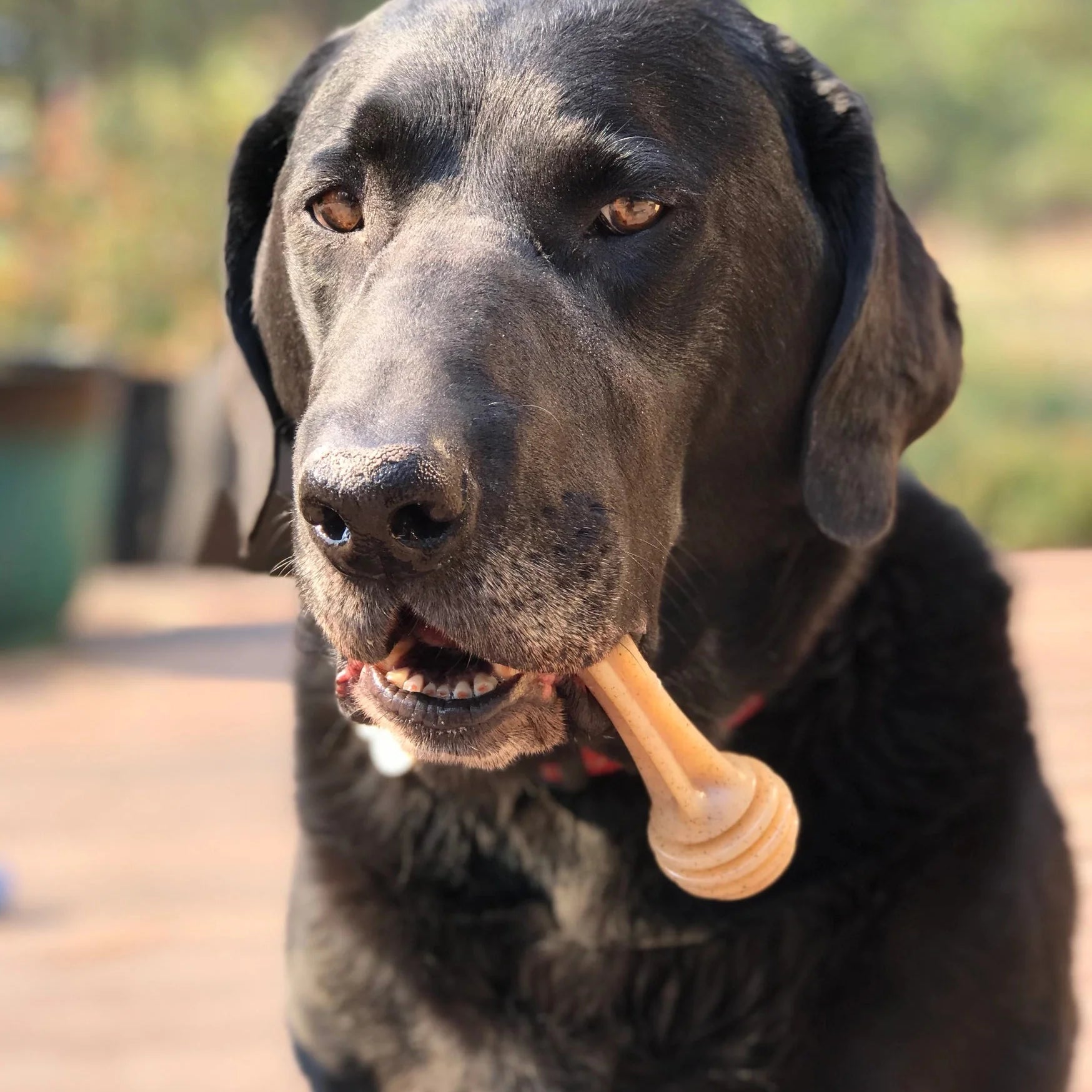 Honey Bone Chew Toy — Durable, Flavorful Teething Toy for Puppies