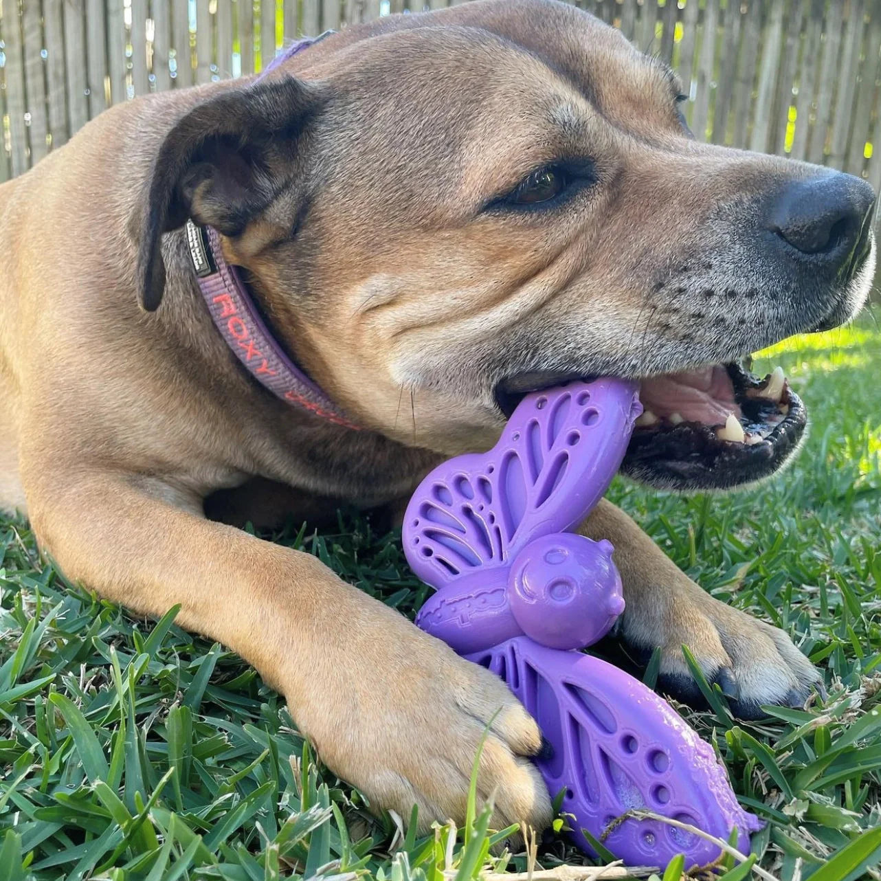 Butterfly Ultra-Durable Chew Toy for Tough Chewers