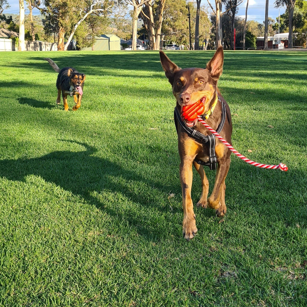 Heart on a String: Ultra-Durable Rubber Rope Toy for Dogs