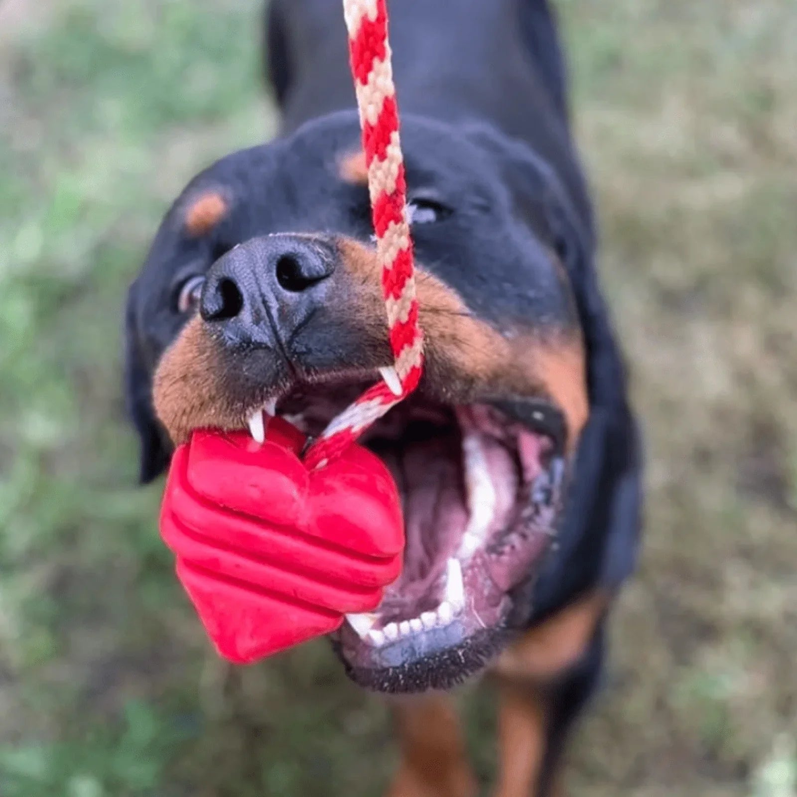 Heart on a String: Ultra-Durable Rubber Rope Toy for Dogs