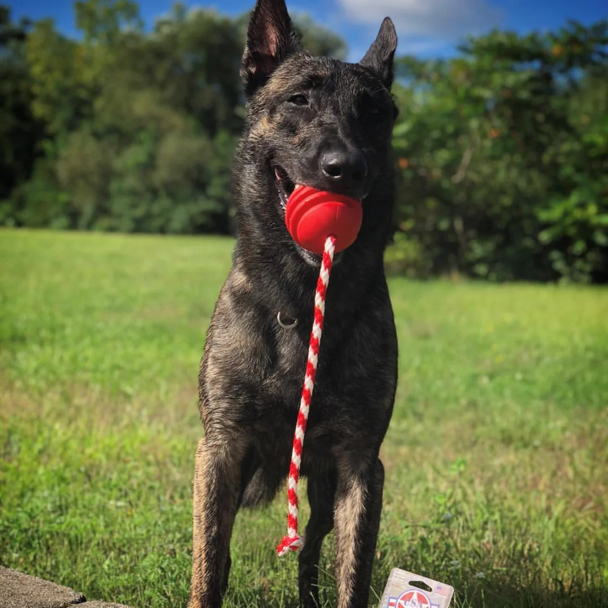 Durable Rubber Rope Dog Toy for Tough Chewers