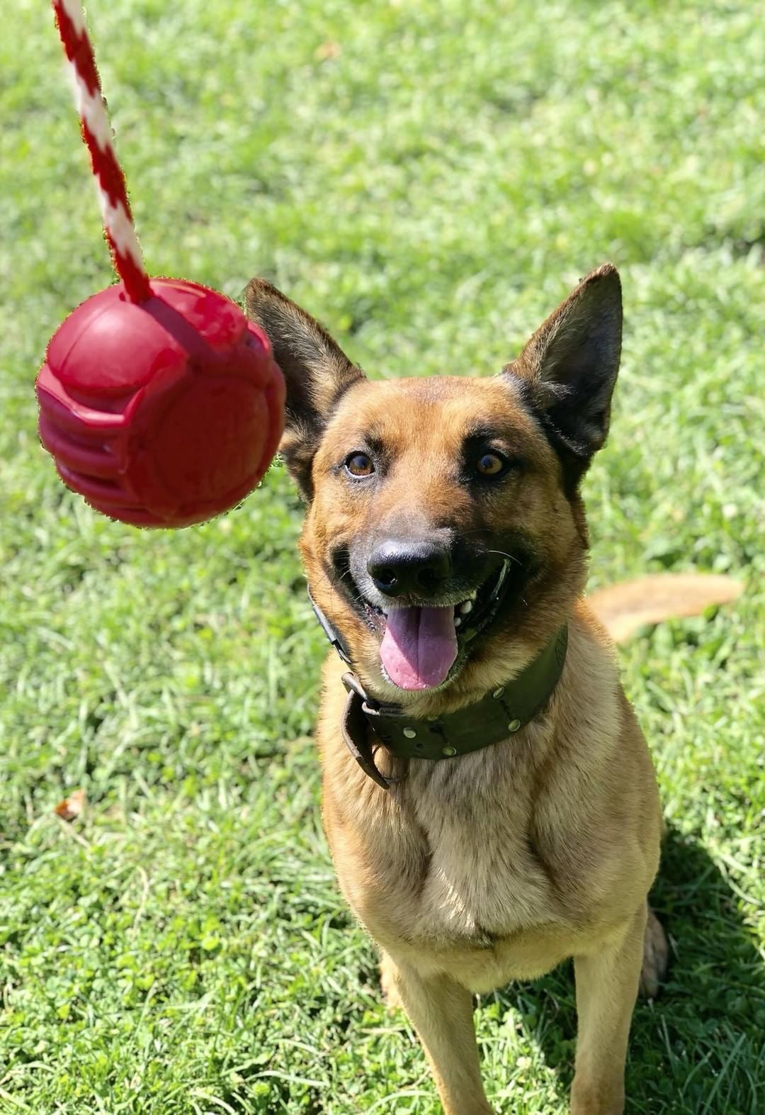 Durable Rubber Rope Dog Toy for Tough Chewers