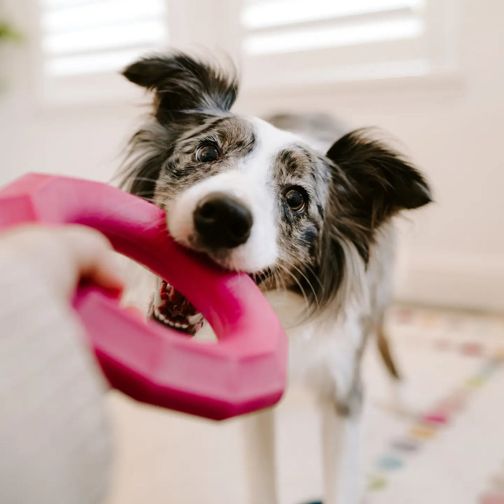 Large Ring Durable Dog Chew Toy