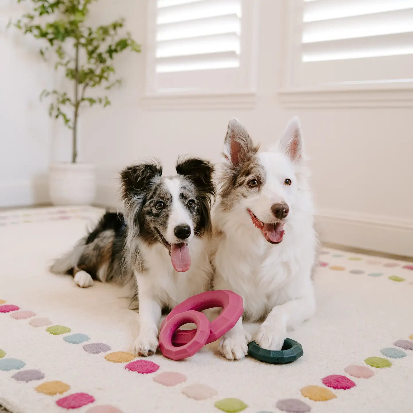 Large Ring Durable Dog Chew Toy