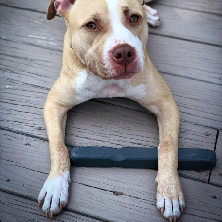 ltra-Tough Dog Chew Toy — Built to Last