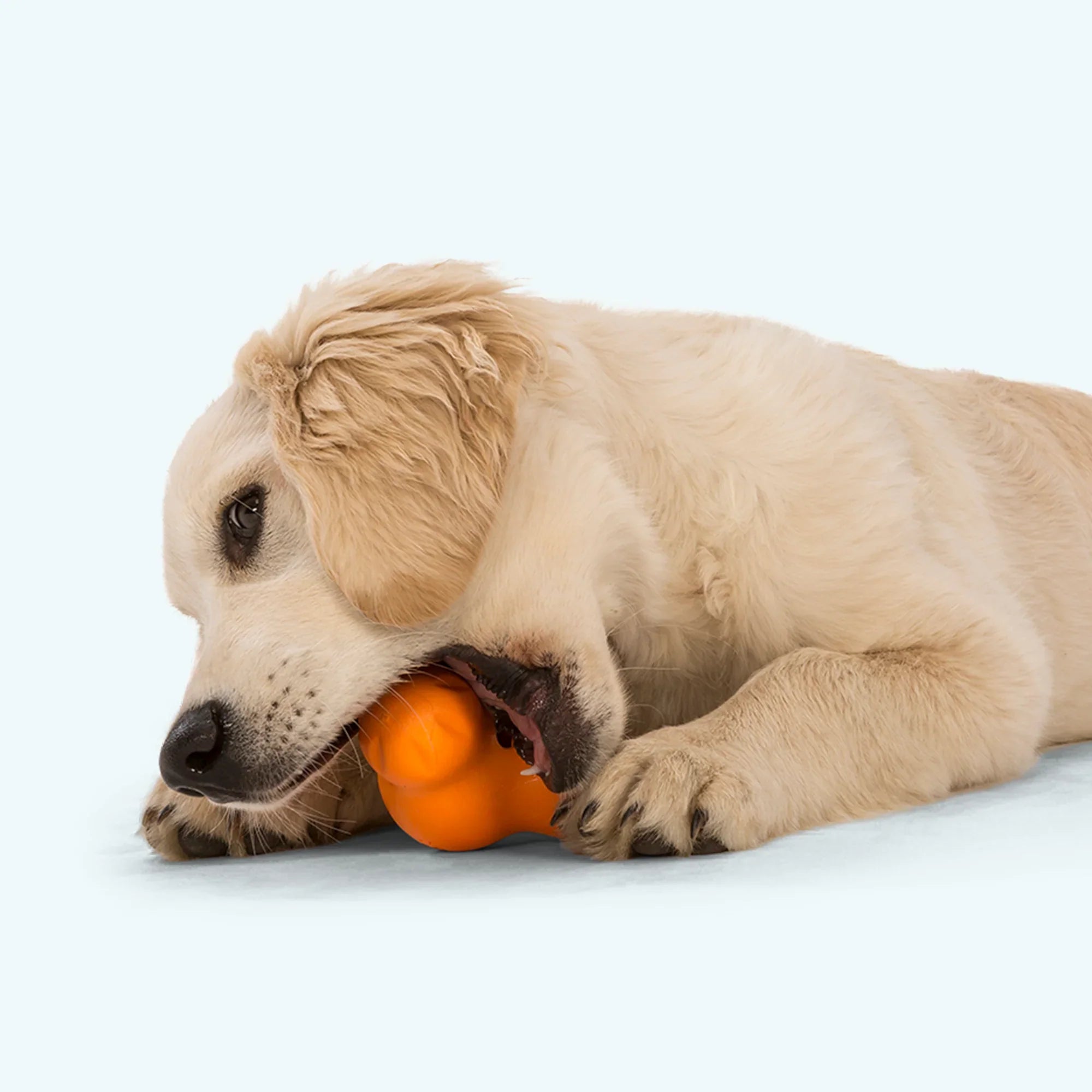 Durable Treat-Dispensing Dog Toy