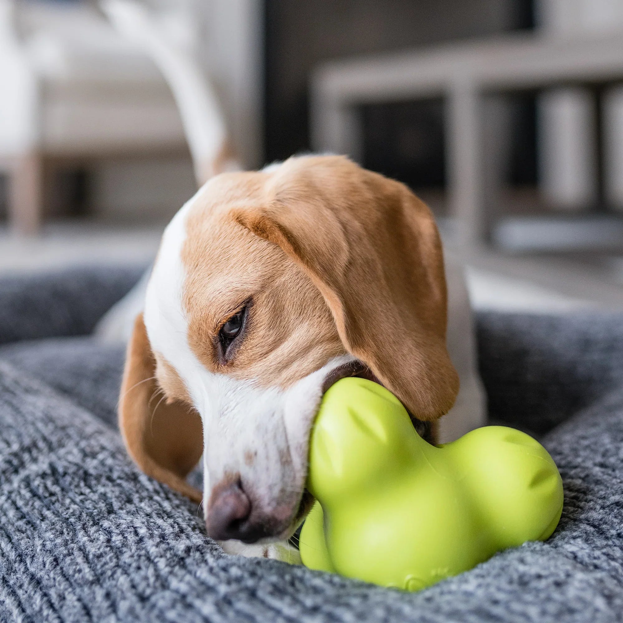 Durable Treat-Dispensing Dog Toy